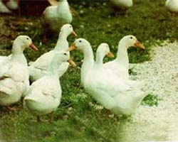 Duck breeding Farm1